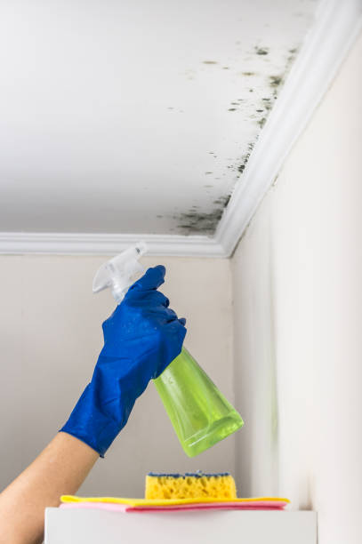 Best Basement Mold Remediation in Greenlawn, NY
