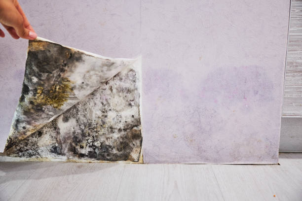 Best Kitchen Mold Remediation in Greenlawn, NY